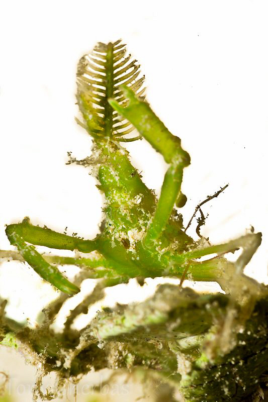 "How's My Hair?" : Arrowhead Crab or Halemeda Algae Crab,... by Tony Cherbas 