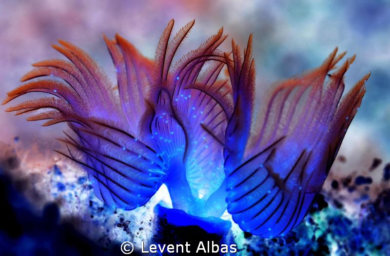Save the Sea. by Levent Albas 