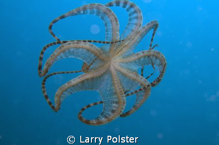 Wonderpus on the move by Larry Polster 