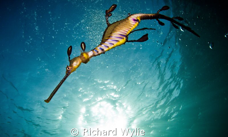 Female weedy seadragon (Phyllopteryx teaniolatus) photogr... by Richard Wylie 