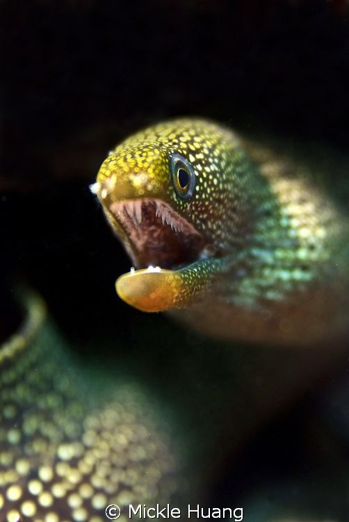PATTERN

A Turkey moray stayed side by side with a vase... by Mickle Huang 