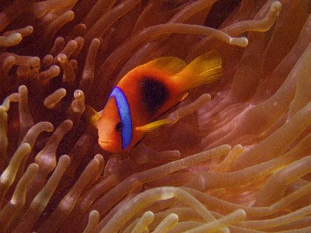 Great Barrier Reef Australia. c5060 tetra housing by Joshua Miles 
