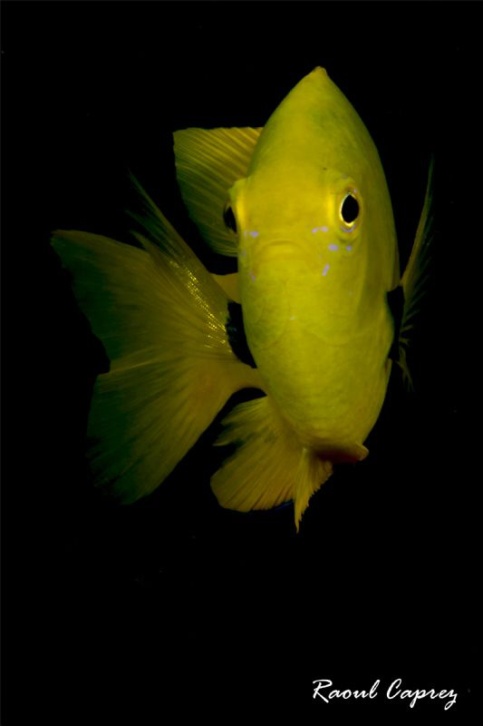Gold fins by Raoul Caprez 