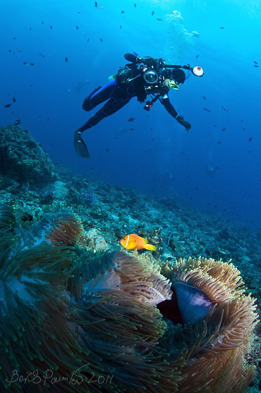 Now we'll shoot macro ;-)
/ Anemone fish / Maldives Clow... by Boris Pamikov 