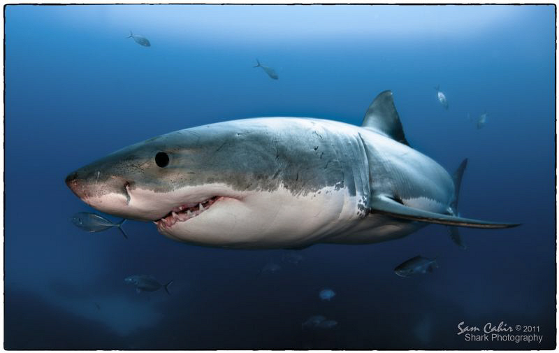 'White Tip' the 4.5m male Great White.  Taken during a sc... by Sam Cahir 
