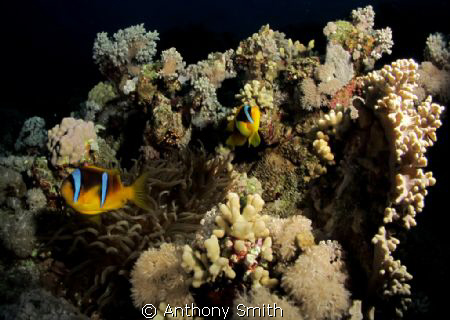 Nemo fishes by Anthony Smith 