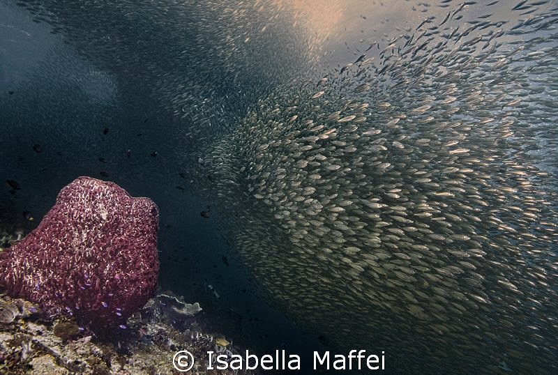 "SILVER RIVER" by Isabella Maffei 
