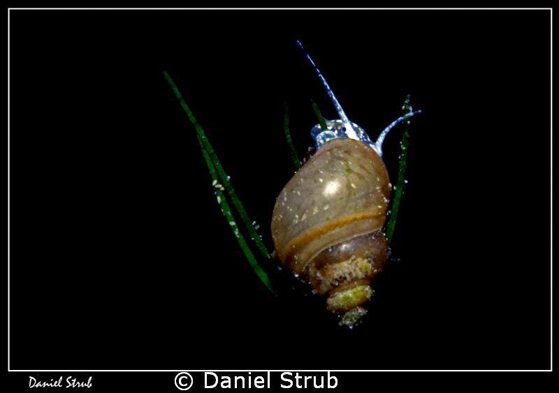 Friday's night dive ... followed by a creamy cheese fondu... by Daniel Strub 