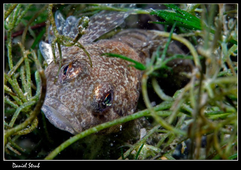 Cottus Gobio - same "fondue-dive" :-D by Daniel Strub 