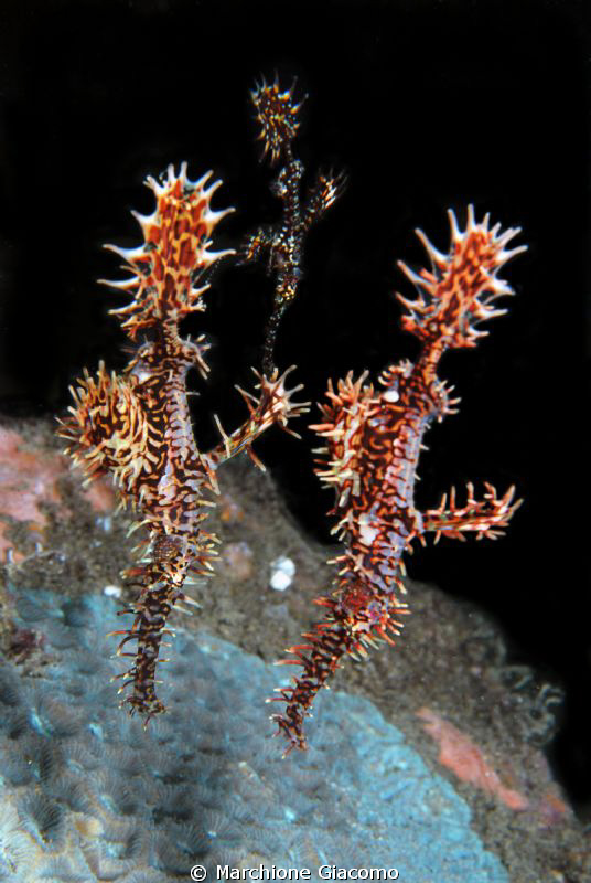 three ghosts
Nikon D200, 60 micro , twin strobo
Dumague... by Marchione Giacomo 