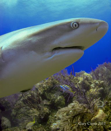 'Have you seen my spare set of Teeth?' a curious Reef Sha... by Gary Curtis 
