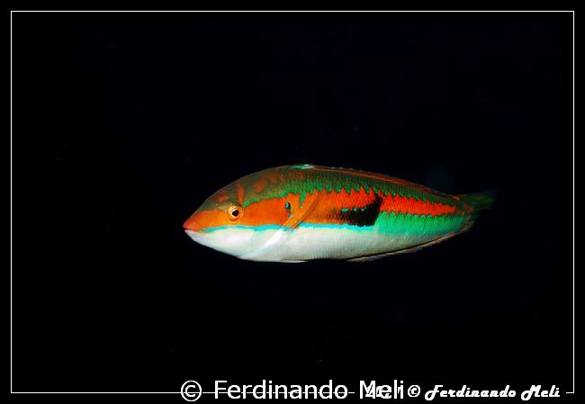 Coris julis. by Ferdinando Meli 
