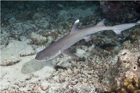 Keep a small shark! Save the sharks! by Sergiy Glushchenko 