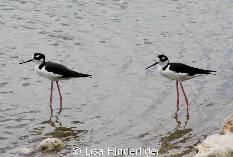 Shorebird Duo by Lisa Hinderlider 