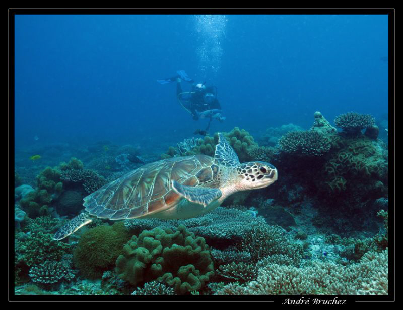tortue by André Bruchez 