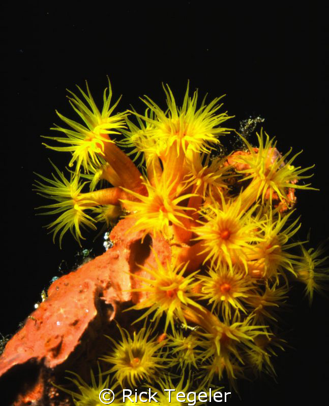 Tubastrae... night blooming coral. by Rick Tegeler 