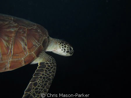 Green Turtle taken with my compact by Chris Mason-Parker 