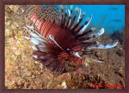 Lionfish: Off the German WW II Sub U-352 off the coast of... by Noel Weathers 