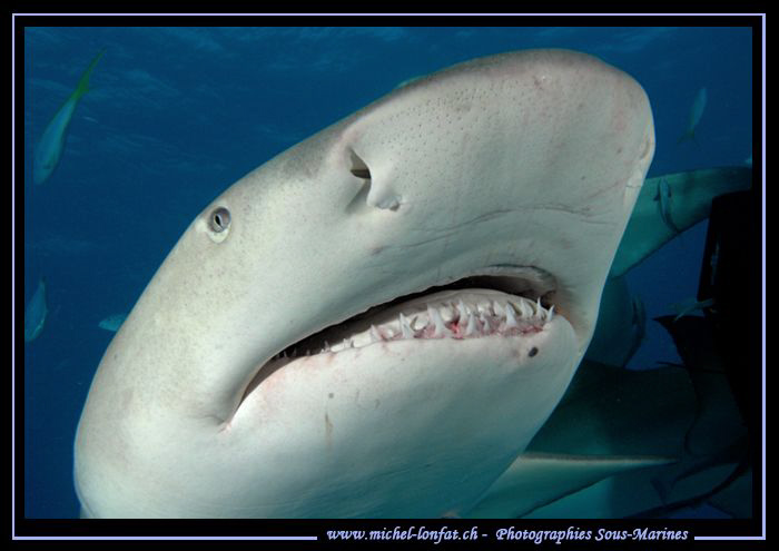 Lemon Shark... by Michel Lonfat 