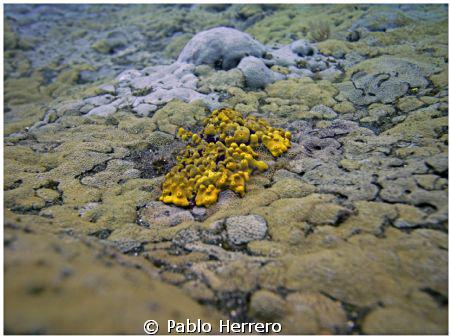 yellow Sponges by Pablo Herrero 