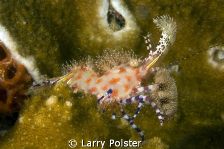 Bubble Gum Shrimp, colorful, unusual, little guy by Larry Polster 