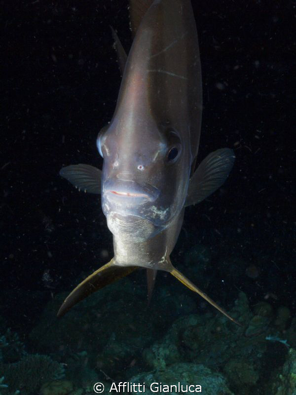 platax by Afflitti Gianluca 