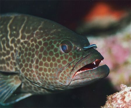 Tiger Grouper with Goby. Bonaire. by Jacques Miller 