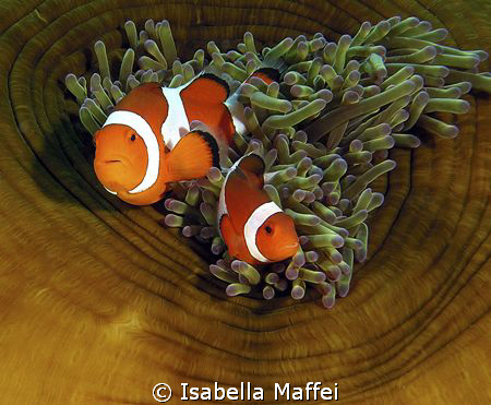 "Couple for life" by Isabella Maffei 