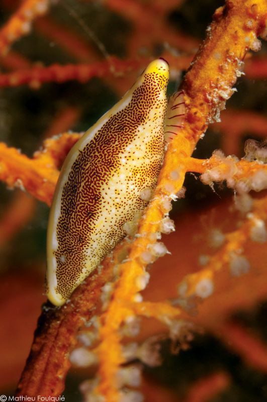mediterranean cowrie_Neosimnia spelta by Mathieu Foulquié 