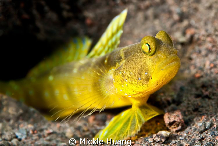 FLAGFIN SHRIMP GOBY
Seraya Bali by Mickle Huang 