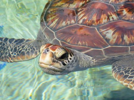 Taken at Maui Ocean Center by Paula Scheidt 