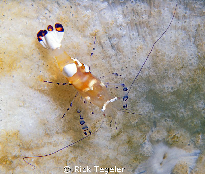 Coral shrimp. by Rick Tegeler 