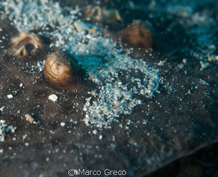 TORPEDINE,  Nikon  D40X   60mm nikkor macro by Marco Greco 