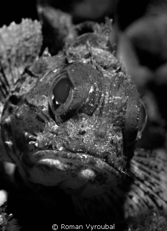 grouch by Roman Vyroubal 