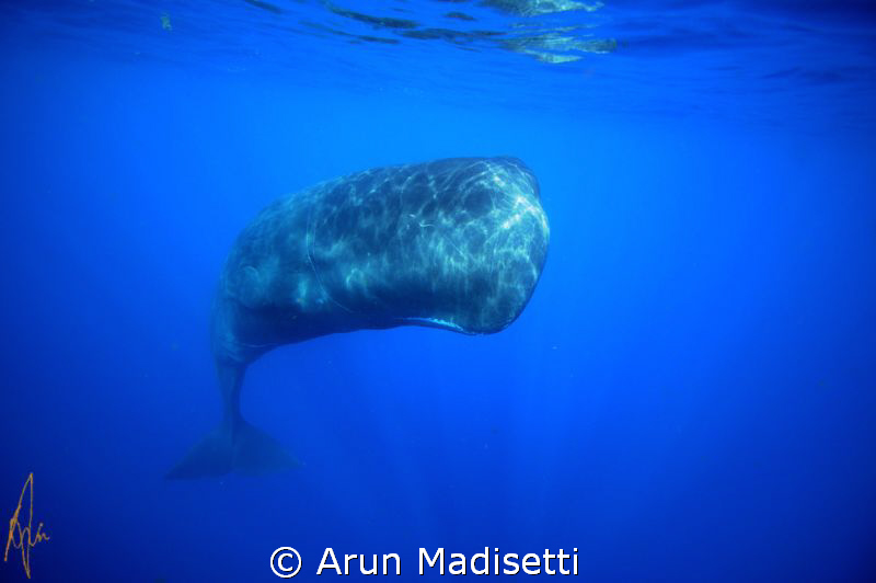 Her name is Can-opener", because of a cut in her fluke th... by Arun Madisetti 