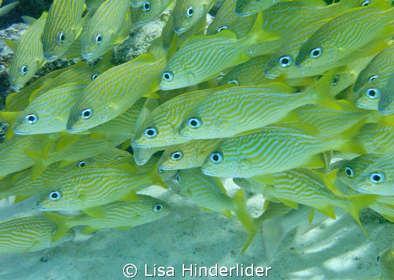A Gathering of grunts by Lisa Hinderlider 