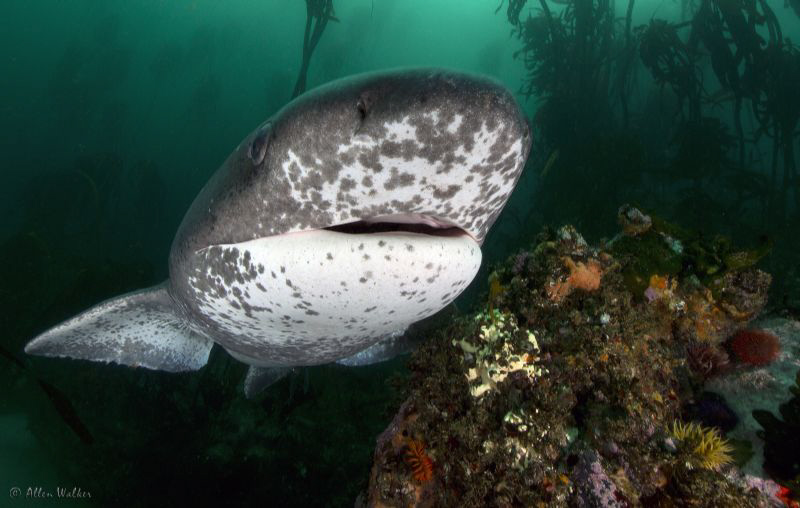 7 Gill cow shark popping in for a closer look. by Allen Walker 