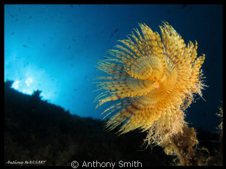 Spiro.... by Anthony Smith 