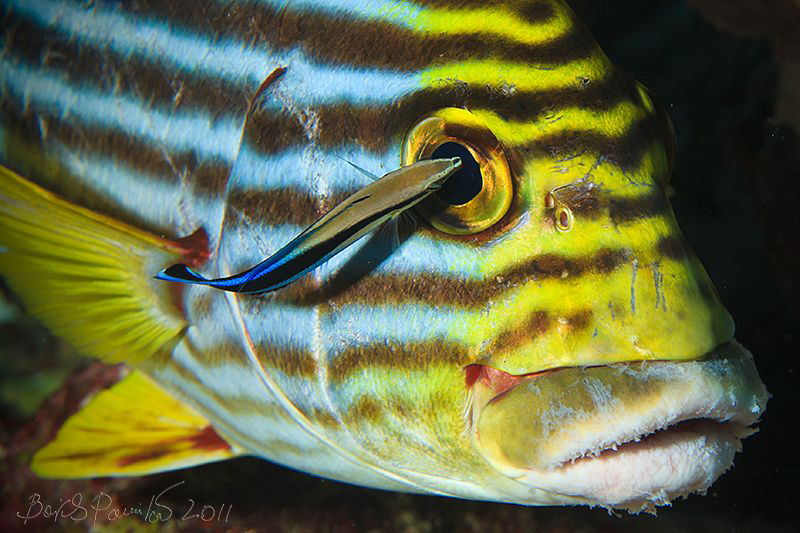 fishes also sometimes suffers...  :-(
/ oriental sweetli... by Boris Pamikov 