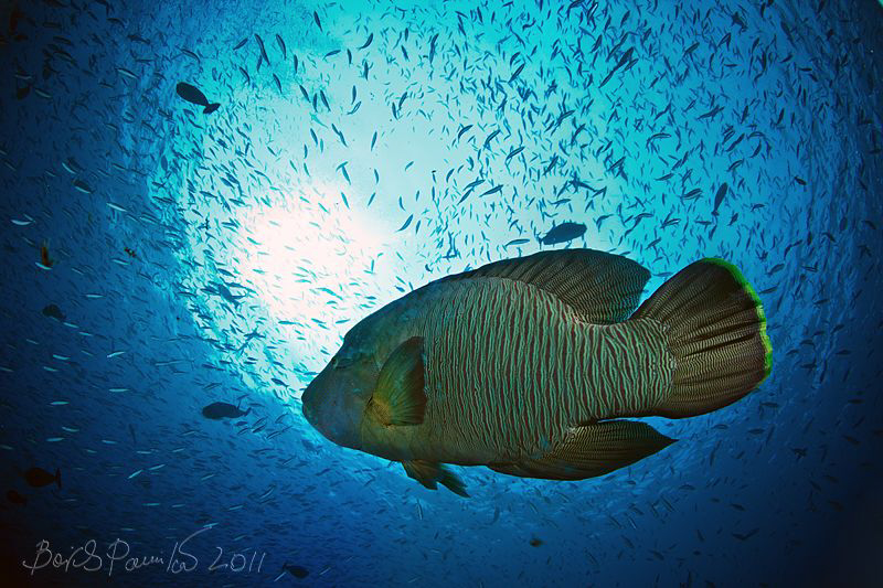 Napoleon Wrasse in Musha Mas Mingili Thila (Fish Head) by Boris Pamikov 
