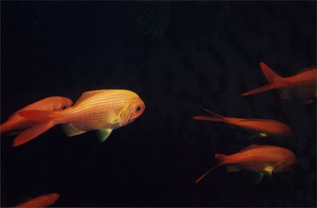 Golden Snapper (not goldfish) photographed in Northern Ar... by Quentin Long 