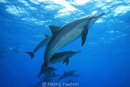 red sea, egypt by Helmy Hashim 