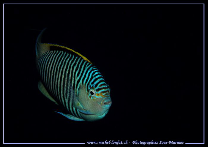 Face to face with this Damsel fish in the Red Sea... :O).. by Michel Lonfat 