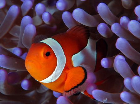 It's about the color! Amphiprion percula with purple Stic... by Beverly Speed 
