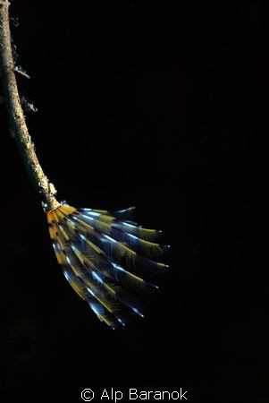 Just a tube worm... by Alp Baranok 
