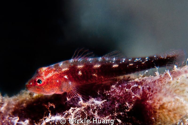 GOBY
Seraya Bali by Mickle Huang 