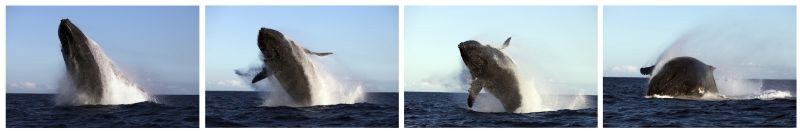 A stunning whale breach! Privileged to be able to capture... by Allen Walker 