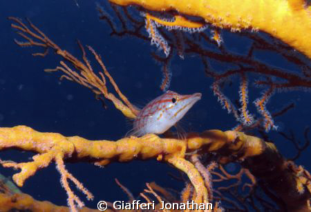 Poisson-faucon à long bec ( Oxycirrhites typus )
Sur une... by Giafferi Jonathan 