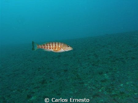 serranus cabrilla by Carlos Ernesto 