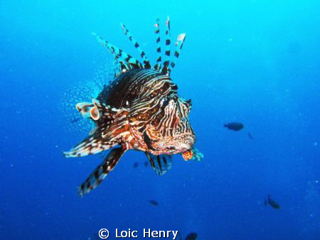 Lion fish by Loic Henry 